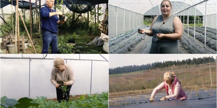 სოფლის მეურნეობა გურიაში, პრობლემები და გამოწვევები – სრული სურათი განსჯისთვის