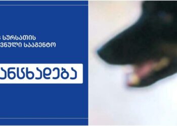 თბილისში იძებნებიან პირები, ვინც ცოფით დაავადებულ ძაღლთან იყვნენ კონტაქტში