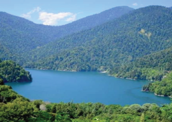 სახელმწიფო ტყის ფონდის ყველაზე დიდი ფართობი აფხაზეთშია