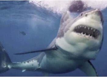 ეგვიპტეში ზვიგენის თავდასხმის შედეგად ტურისტი დაიღუპა