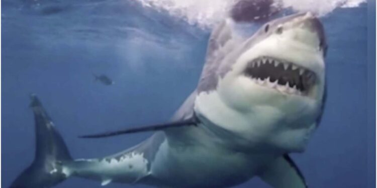 ეგვიპტეში ზვიგენის თავდასხმის შედეგად ტურისტი დაიღუპა