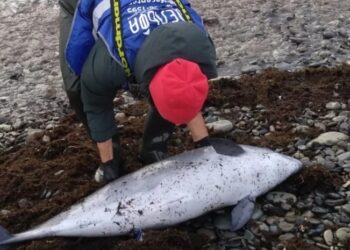 შავ ზღვაში მაზუთის ჩაღვრის შედეგად 20-ზე მეტი დელფინი მოკვდა