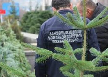 რამდენი იქნება ჯარიმა ნაძვის ხის უკანონო მოპოვებაზე