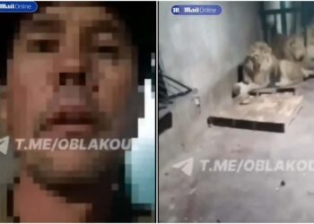 ზოოპარკის დარაჯმა გადაიღო ვიდეო, რომლის დროსაც იგი ლომებმა ცოცხლად შეჭამეს