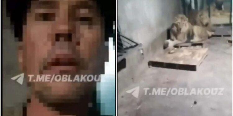 ზოოპარკის დარაჯმა გადაიღო ვიდეო, რომლის დროსაც იგი ლომებმა ცოცხლად შეჭამეს