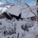 თოვლი გურიაში