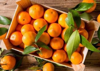 იანვარში, საქართველოდან მანდარინის ექსპორტი 82%-ით შემცირდა