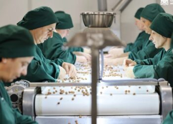 USAID-ის დახურვის შემდეგ თხილის სექტორში სიტუაცია კიდევ უფრო გართულდა – ლევან ქარდავა