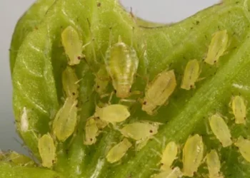 ევროპაში მცენარეებისთვის საშიში მავნებლის ახალი შტამი აღმოაჩინეს