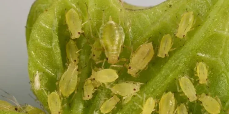 ევროპაში მცენარეებისთვის საშიში მავნებლის ახალი შტამი აღმოაჩინეს