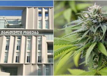 „ქართული ოცნება“ ნარკოტიკებთან, მათ შორის მცენარე კანაფთან და მარიხუანასთან დაკავშირებულ ქმედებებზე პასუხისმგებლობის გამკაცრებას გეგმავს