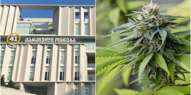 „ქართული ოცნება“ ნარკოტიკებთან, მათ შორის მცენარე კანაფთან და მარიხუანასთან დაკავშირებულ ქმედებებზე პასუხისმგებლობის გამკაცრებას გეგმავს