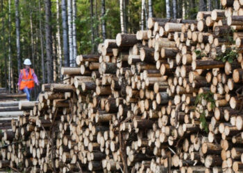 „მკაცრდება სისხლის სამართლის პასუხისმგებლობა“ – რა იცვლება კანონში ხე-ტყით უკანონო სარგებლობასთან დაკავშირებით