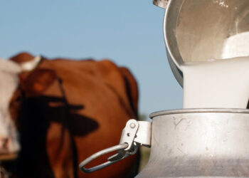 გვავნებს თუ არა რძე, რომელიც ქათმის სკინტლით ნაკვებმა ძროხამ მოიწველა – როგორია საფრთხეები და მოწამვლის სიმპტომები