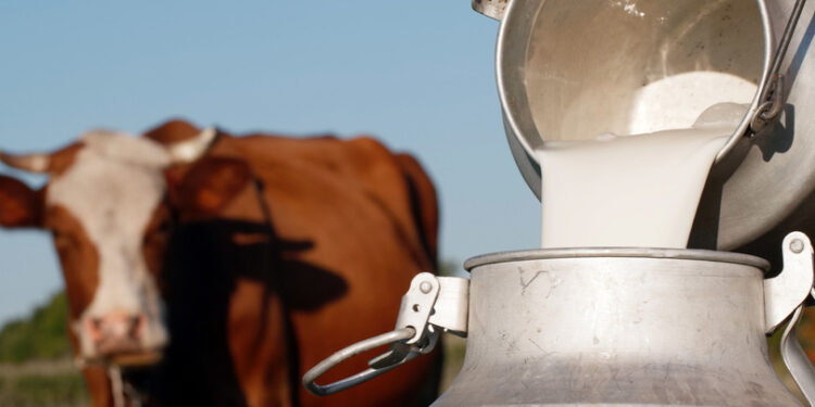 გვავნებს თუ არა რძე, რომელიც ქათმის სკინტლით ნაკვებმა ძროხამ მოიწველა – როგორია საფრთხეები და მოწამვლის სიმპტომები