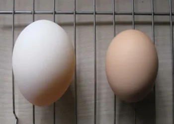 „წყლის ფრინველების კვერცხი არ იყიდოთ“ – FAO-ს ექსპერტი მიხეილ სოხაძე