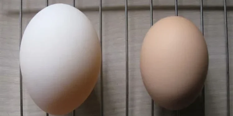 „წყლის ფრინველების კვერცხი არ იყიდოთ“ – FAO-ს ექსპერტი მიხეილ სოხაძე