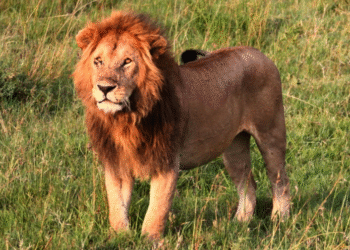 კენიაში ლომმა 14 წლის გოგო იმსხვერპლა