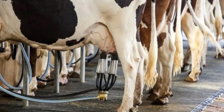 “დიდი კომპანიების მიმართ გაჩენილი უნდობლობის ფონზე, მომხმარებლებმა ალტერნატიული მეწარმეების ძიება დაიწყეს” – „მარიტა“