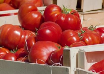 „სარფის“ საბაჟო გამშვებ პუნქტზე თურქეთიდან შემოტანილი პომიდორში მავნე ორგანიზმის კვალი აღმოჩნდა