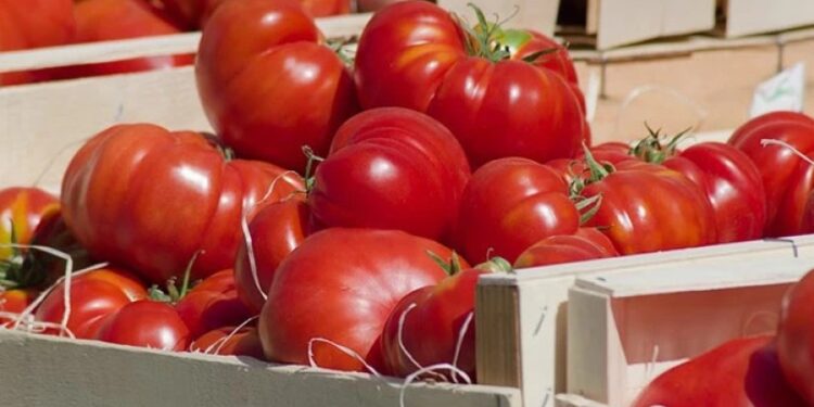 „სარფის“ საბაჟო გამშვებ პუნქტზე თურქეთიდან შემოტანილი პომიდორში მავნე ორგანიზმის კვალი აღმოჩნდა
