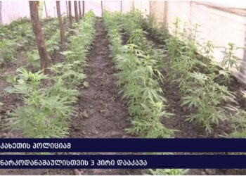 ვიდეო – კახეთის პოლიციამ ნარკოდანაშაულისთვის 3 პირი დააკავა