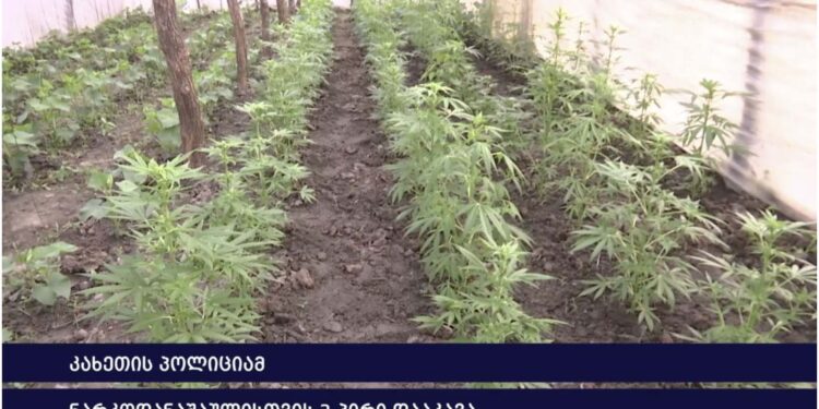 ვიდეო – კახეთის პოლიციამ ნარკოდანაშაულისთვის 3 პირი დააკავა