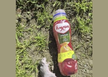 ოზურგეთში მომხმარებელმა იოგურტში თაგვი აღმოაჩინა