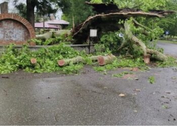 სამეგრელოში, ძლიერმა ქარმა 840 წლის ჭადრის ხე წააქცია
