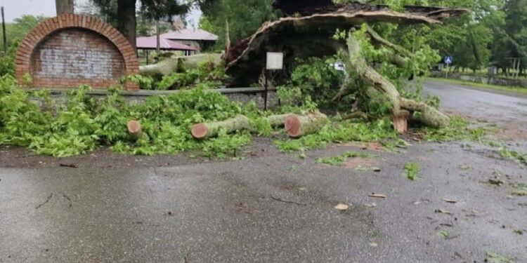 სამეგრელოში, ძლიერმა ქარმა 840 წლის ჭადრის ხე წააქცია
