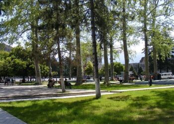 ოზურგეთში გერმანიის მთავრობის დაფინანსებით ჭადრების ბაღის უძველესი ხეების შენარჩუნების ღონისძიება დაიწყება