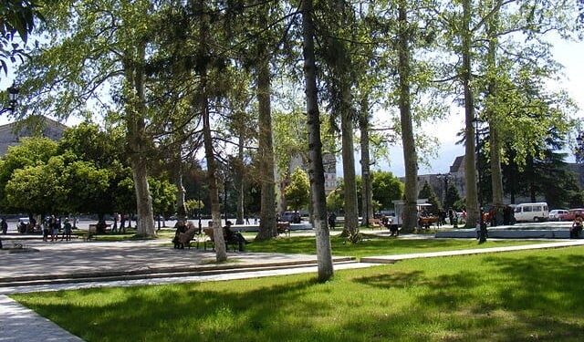 ოზურგეთში გერმანიის მთავრობის დაფინანსებით ჭადრების ბაღის უძველესი ხეების შენარჩუნების ღონისძიება დაიწყება