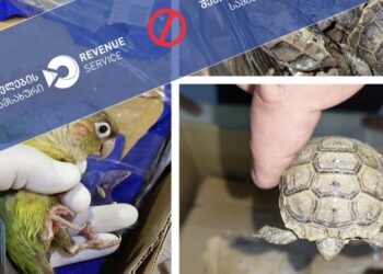 “ყაზბეგის” საბაჟოზე სატვირთოს სამალავებში გადაშენების პირას მყოფი 56 ცალი კუ და 13 ცალი თუთიყუში აღმოაჩინეს