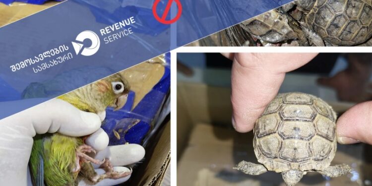 “ყაზბეგის” საბაჟოზე სატვირთოს სამალავებში გადაშენების პირას მყოფი 56 ცალი კუ და 13 ცალი თუთიყუში აღმოაჩინეს