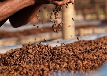 ყავის ფასი ისევ იზრდება