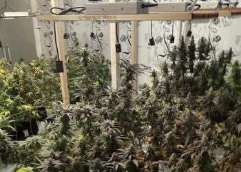 ვიდეო – პოლიციამ თბილისში ნარკოდანაშაულის ბრალდებით 5 პირი დააკავა