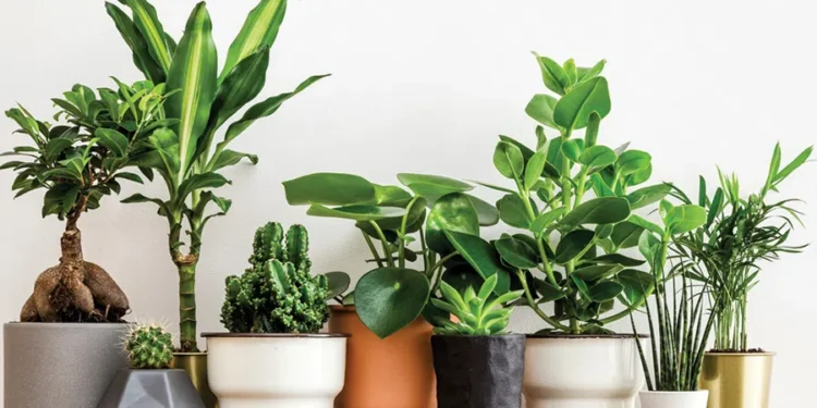 ოთახის რომელ მცენარეებთან უნდა ვიყოთ ფრთხილად – ნახეთ ჩამონათვალი