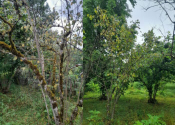 „გურიაში თხილი ინტენსიურად ხმება – პროცესი იწყება ფოთლების სიყვითლით“ – ფერმერები