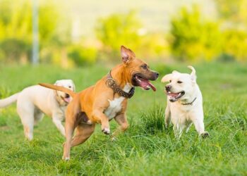 ძაღლების ორთაბრძოლების მოწყობა იკრძალება და 35 ათას ლარამდე ჯარიმით დაისჯება – დეტალები