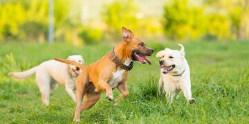 ძაღლების ორთაბრძოლების მოწყობა იკრძალება და 35 ათას ლარამდე ჯარიმით დაისჯება – დეტალები