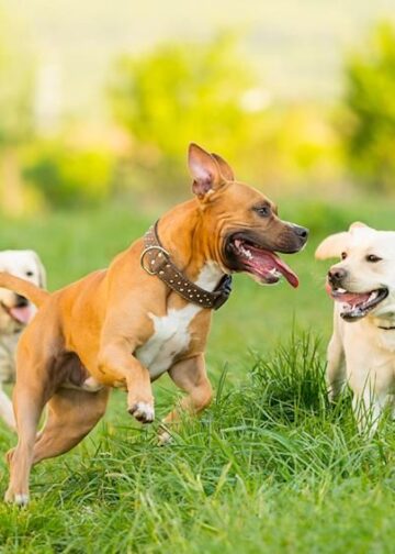 ძაღლების ორთაბრძოლების მოწყობა იკრძალება და 35 ათას ლარამდე ჯარიმით დაისჯება – დეტალები