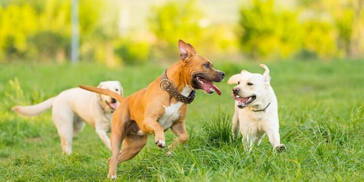 ძაღლების ორთაბრძოლების მოწყობა იკრძალება და 35 ათას ლარამდე ჯარიმით დაისჯება – დეტალები