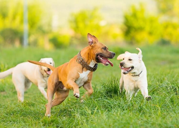 ძაღლების ორთაბრძოლების მოწყობა იკრძალება და 35 ათას ლარამდე ჯარიმით დაისჯება – დეტალები