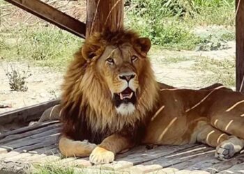 თურქეთის ზოოპარკიდან ლომი გაიქცა და ფერმერს თავს დაესხა