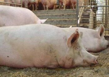 რუსთავში, კლინიკაში ღორის მიერ დაკბენილი კაცი შეიყვანეს