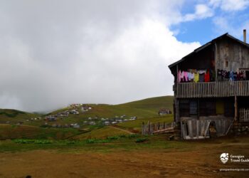 რამდენი პროცენტით შემცირდა გურიაში სოფლად მცხოვრები ადამიანების რაოდენობა