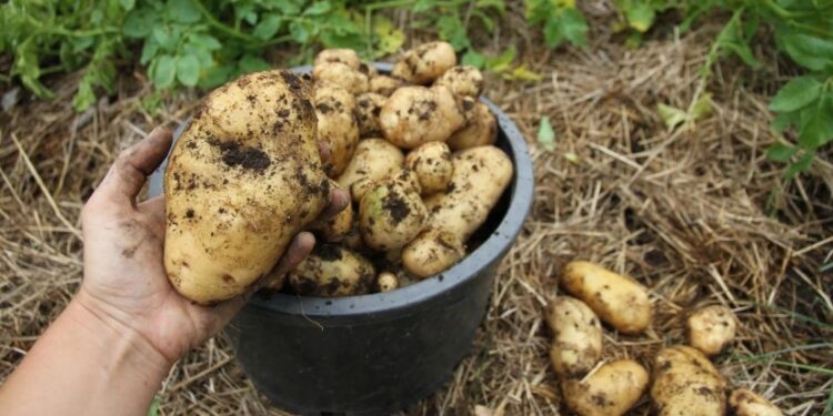 კარტოფილი, ზეითუნის ზეთი, ყავა – რომელი პროდუქტები გაძვირდა კლიმატის ცვლილების გამო?