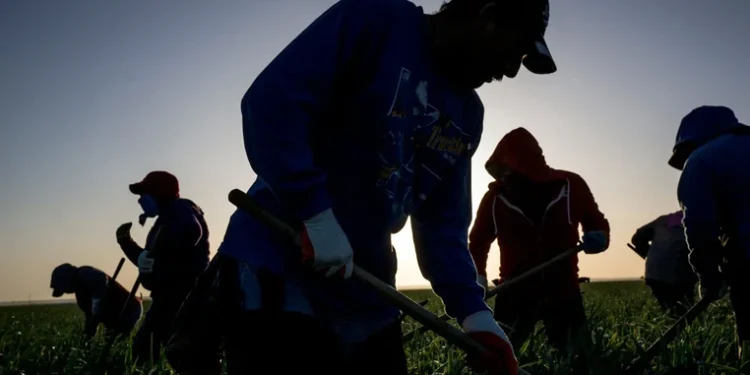 „საქართველოში დაახლოებით 200 ათასი ადამიანი სავარაუდოდ, არალეგალურად არის დასაქმებული“