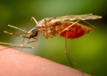 ჩინეთი ჩიკუნგუნიას ვირუსს ებრძვის