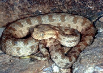 გველმა კაცი საკუთარ ეზოში დაკბინა